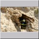 E-Odynerus spinipes w22 beim Schornsteinbau.jpg